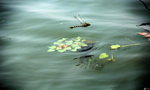 人们通常会借助于哪种昆虫，对湿地水质进行监测
